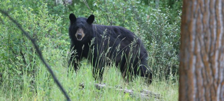 black bear1